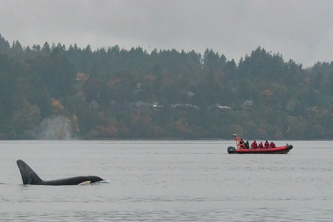 Winter Victoria Whale and Wildlife Zodiac Tour - Orca Spirit Adventures Zodiac: your winter-ready boat plan