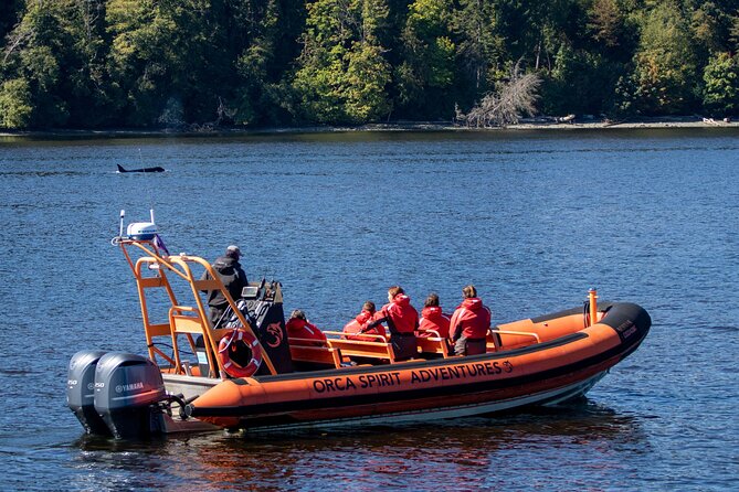 Winter Victoria Whale and Wildlife Zodiac Tour - What wildlife you might see off southern Vancouver Island in winter
