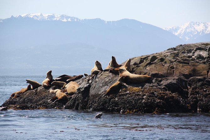 Winter Victoria Whale and Wildlife Zodiac Tour - Price and value: what $129.32 buys you for this kind of experience