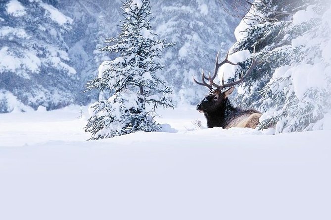 Winter Wildlife Discovery Tour - Key Highlights You Will Actually Feel During This Tour