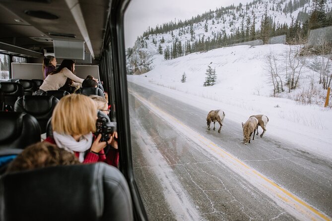 Winter Wildlife Discovery Tour - Winter Wildlife Scanning From Jasper: The Real Appeal