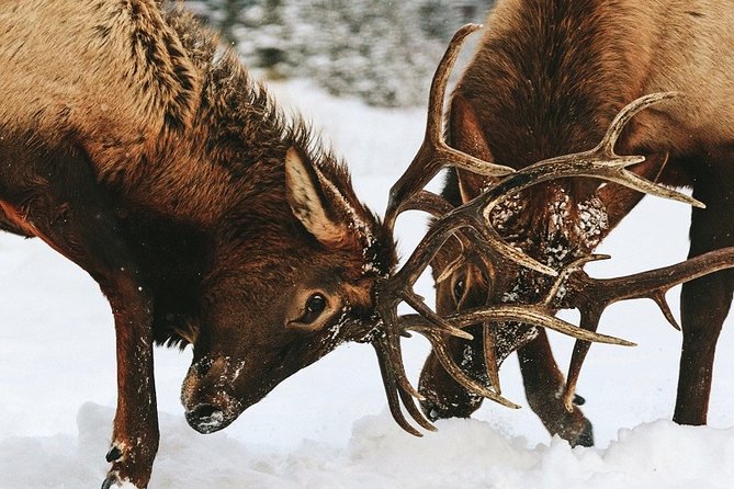 Winter Wildlife Discovery Tour - Wildlife Odds: What to Expect When Nature Takes Its Time