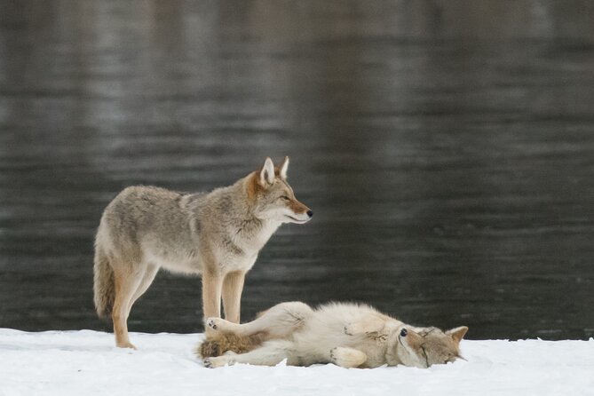Winter Wildlife Discovery Tour - Price and Value: Is $67.95 Worth Your Morning?