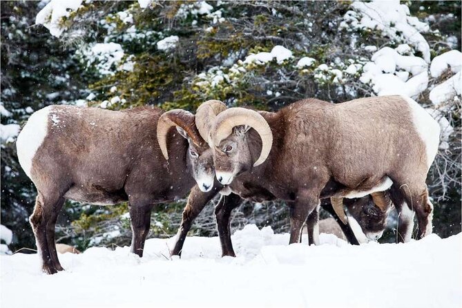 Winter Wildlife Discovery Tour - Who This Tour Fits Best (and Who Might Want Something Else)