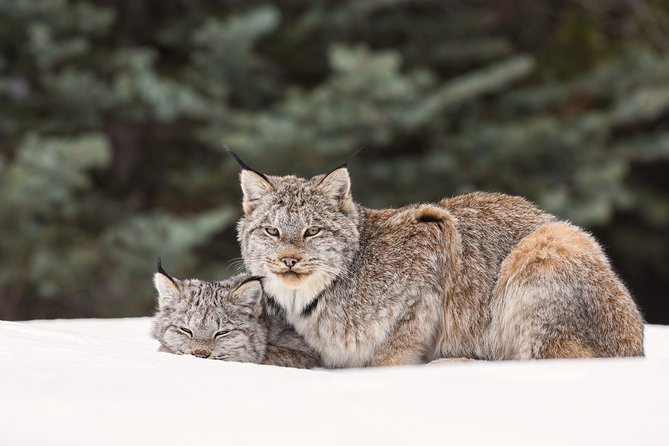 Winter Wildlife Discovery Tour - 9:00 am SunDog Bus Timing, Hotel Pickup, and How 3.5 Hours Fits