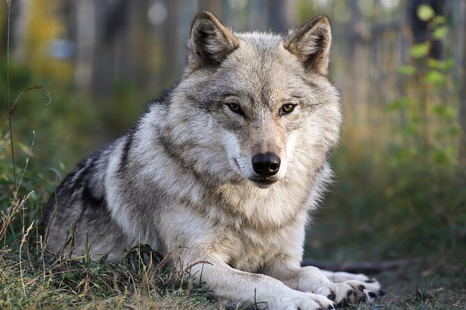 Yamnuska Wolfdog Sanctuary Walk Ticket in Canada - Key Points That Make This Visit Worth Your Time
