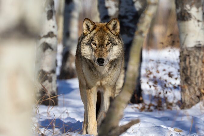 Yamnuska Wolfdog Sanctuary Walk Ticket in Canada - Watching Wolfdogs in Thoughtful, Well-Kept Habitats