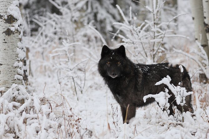 Yamnuska Wolfdog Sanctuary Walk Ticket in Canada - Planning Tips for a Smooth Visit (No Rush, Just Right)