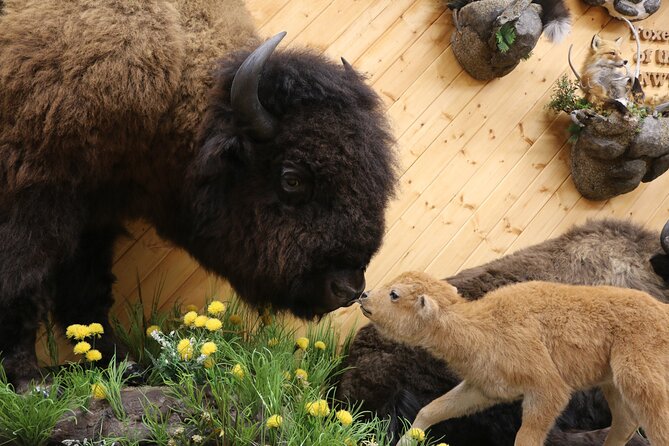 Yellowknife City Tour + Nature's North Wildlife Gallery - Stop 6: Nature’s North Wildlife Gallery, Lifelike Arctic Animals and Taxidermy Craft