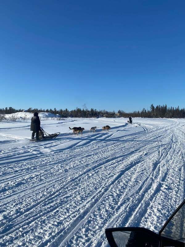 Yellowknife: Dog Sledding Tour - Key things I’d circle before you book