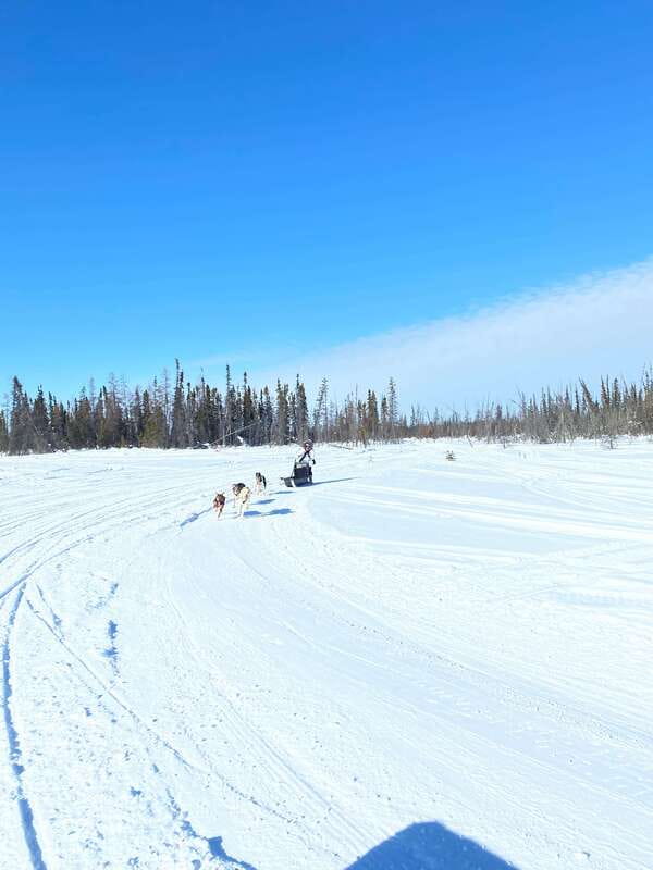 Yellowknife: Dog Sledding Tour - Should you book this one-hour Yellowknife dog sledding tour?