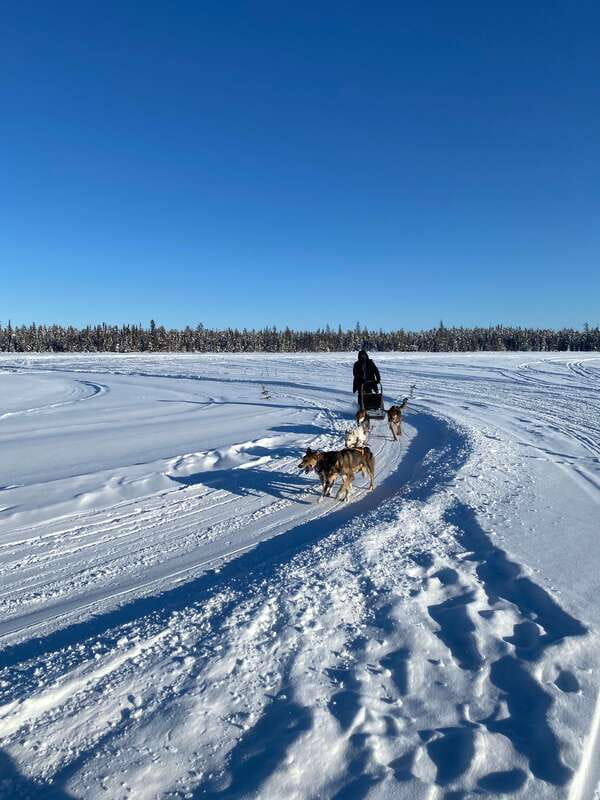 Yellowknife: Dog Sledding Tour - What $106 buys you in Yellowknife dog sledding for one hour