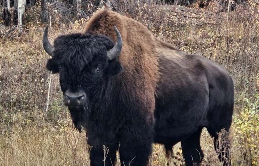 Yellowknife: Wild Bison Highway Tour - Key points to know before you go