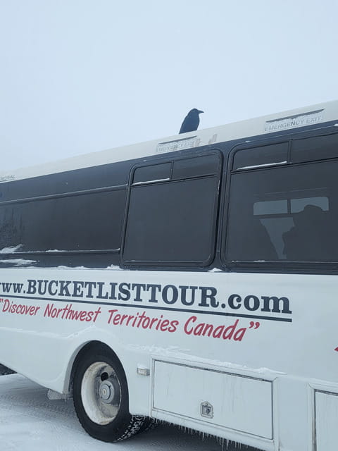 Yellowknife: Wild Bison Highway Tour - Who this tour fits best (and who should skip it)