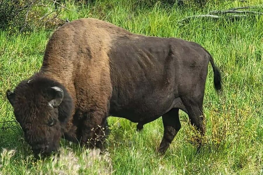 Yellowknife: Wild Bison Highway Tour - Looking for Dédé wood bison: what you’re really searching for