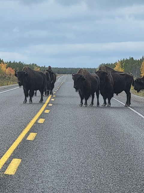 Yellowknife: Wild Bison Highway Tour - The bison watch itself: stops, scanning, and the guide factor