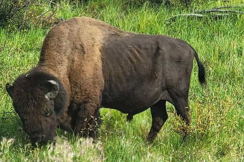 Yellowknife: Wild Bison Highway Tour - Other wildlife chances: when the day gives you a bonus