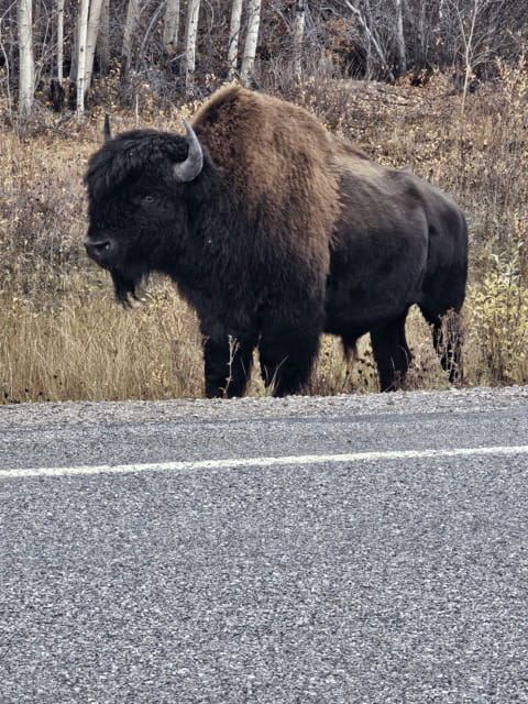 Yellowknife: Wild Bison Highway Tour - Picnic lunch and snacks: small meal, big comfort on the road