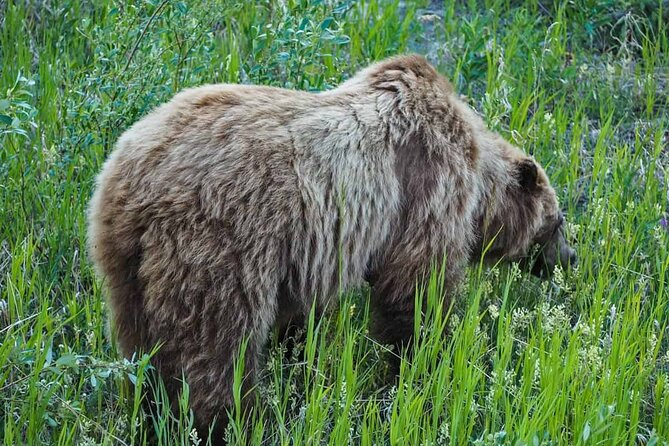 Yukon Gold Experience feat. Emerald Lake & Carcross - Gold panning at Wild Adventure Yukon, plus wildlife time