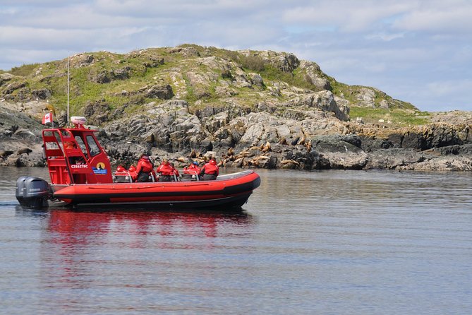 Zodiac Boat Whale and Wildlife 4-Hour Tour from Campbell River - Key highlights at a glance