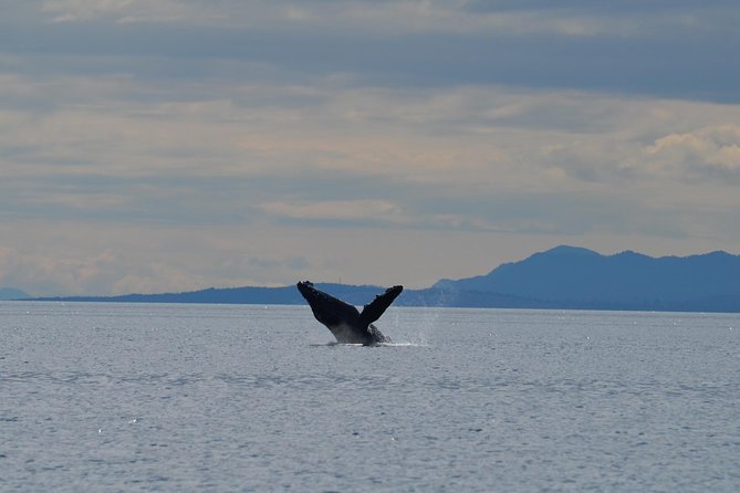 Zodiac Boat Whale and Wildlife 4-Hour Tour from Campbell River - From E Dock to wildlife spotting: how the time really feels