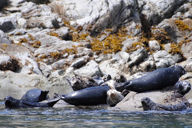 Zodiac Boat Whale and Wildlife 4-Hour Tour from Campbell River - Morning vs afternoon departures, and how to pick