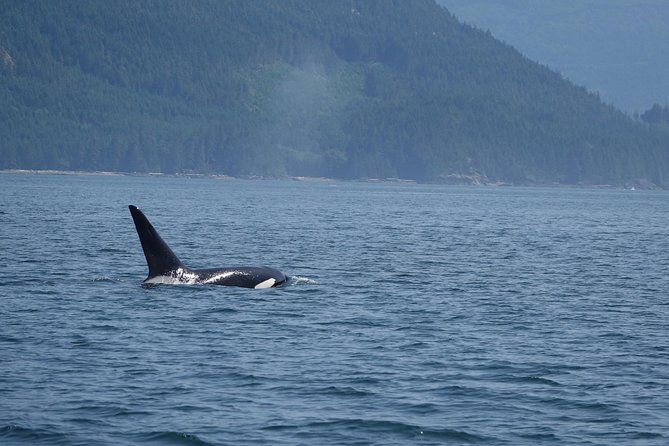 Zodiac Boat Whale and Wildlife 4-Hour Tour from Campbell River - Who this tour suits best