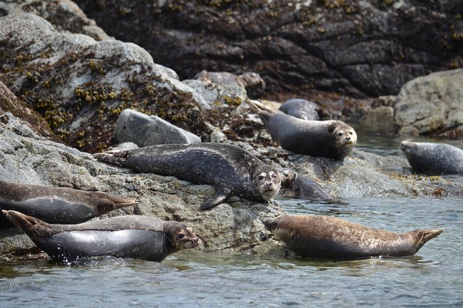 Zodiac Boat Whale and Wildlife 6-Hour Tour from Campbell River - From Campbell River Whale Watching to Wildlife Country in 6 Hours