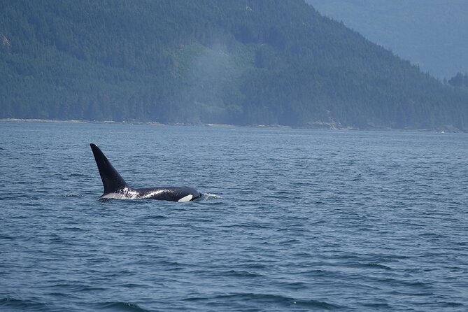 Zodiac Boat Whale and Wildlife 6-Hour Tour from Campbell River - Wildlife You Can Hope For: Whales, Porpoises, Eagles, and Tide Pools
