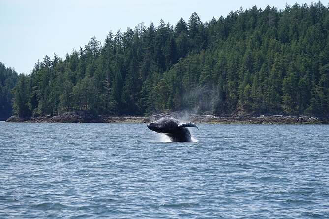 Zodiac Boat Whale and Wildlife 6-Hour Tour from Campbell River - The Cape Mudge Lighthouse Stop That Might Happen
