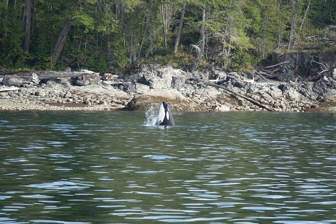 Zodiac Boat Whale and Wildlife 6-Hour Tour from Campbell River - Guide and Crew Energy: When Becca Runs the Show