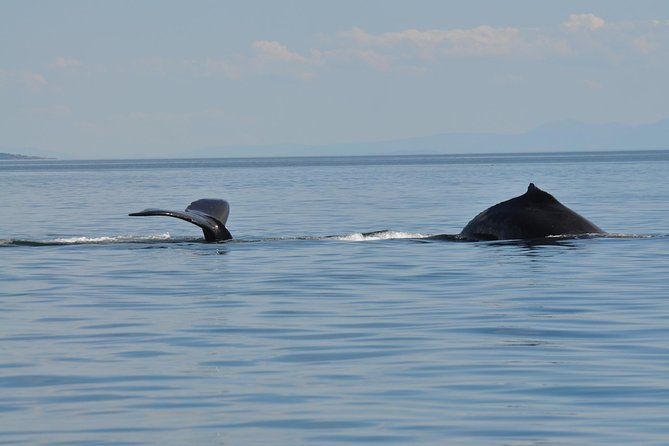 Zodiac Boat Whale and Wildlife 7-8-Hour Tour from Campbell River - The human factor: guides who call the day right