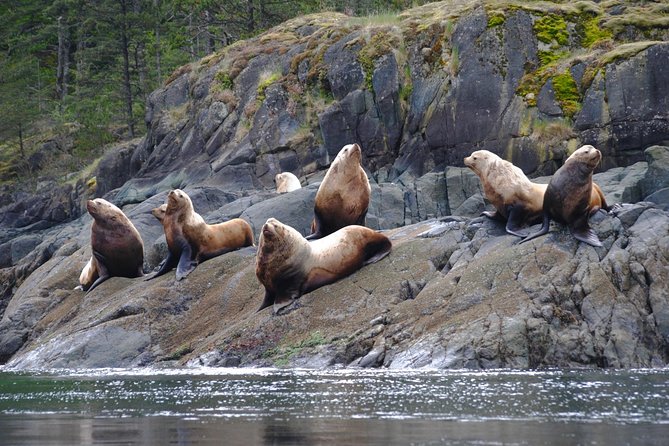 Zodiac Boat Whale and Wildlife 7-8-Hour Tour from Campbell River - Lunch on the water: what’s actually included and why it matters