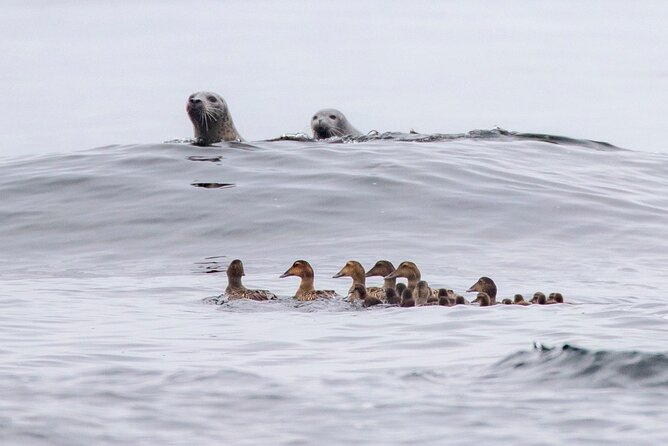 Zodiac Coastal Tour with Naturalist Guide: Lunenburg - Weather and what to do with uncertainty